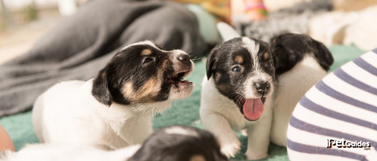 A group of puppies laying on the floor with their tongues out