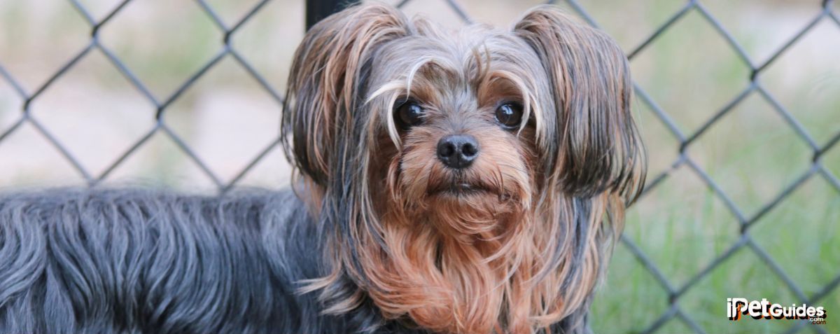 Yorkiepoo Dog Breed