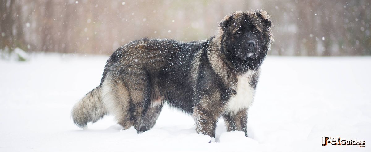 a Caucasian Shepherd Dog dog breed standing outdoor during winter