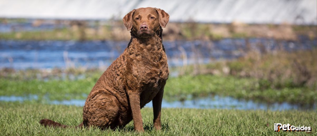 a Chesapeake Bay Retriever (Chessie) sitting outside in a grassland