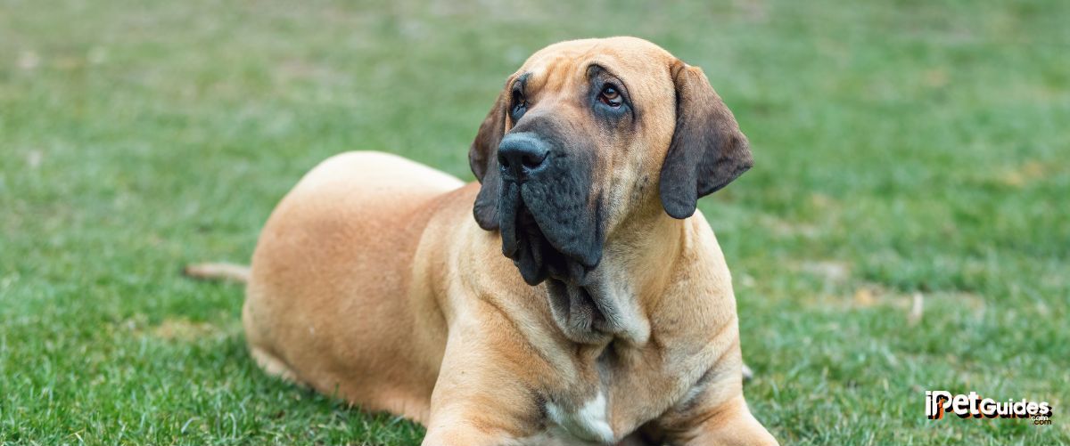 a Fila Brasileiro laying outdoor in a grass ground