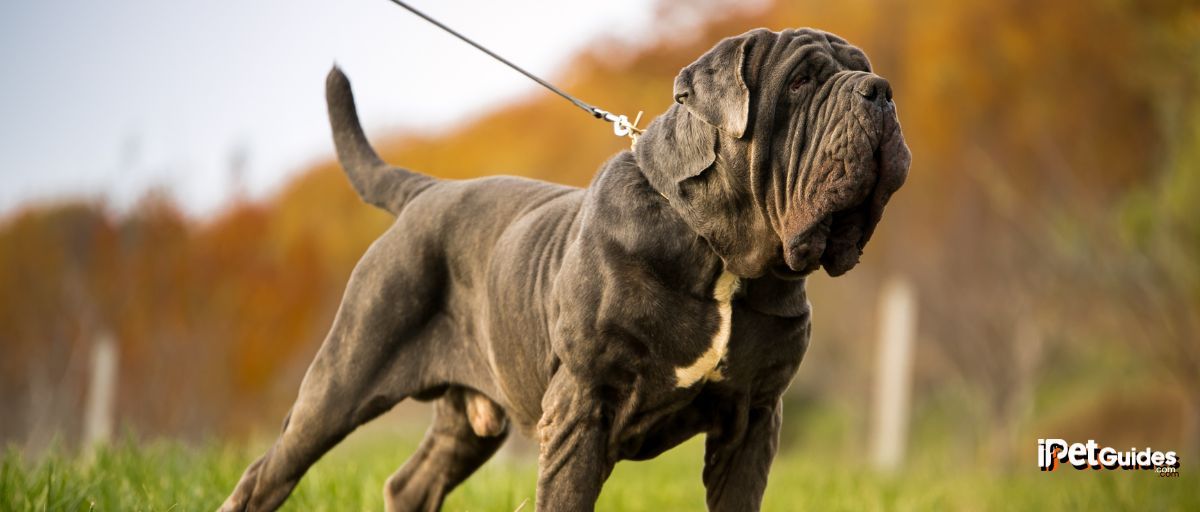 a Neapolitan Mastiff taken out for a walk by the owner