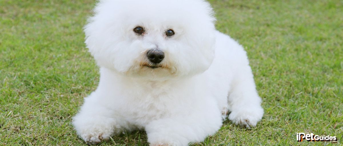 a bichon frise lying on a grass ground