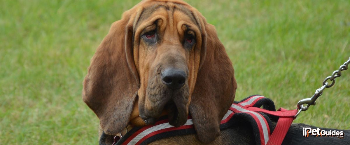 a bloodhound dog breed seated in a grass field