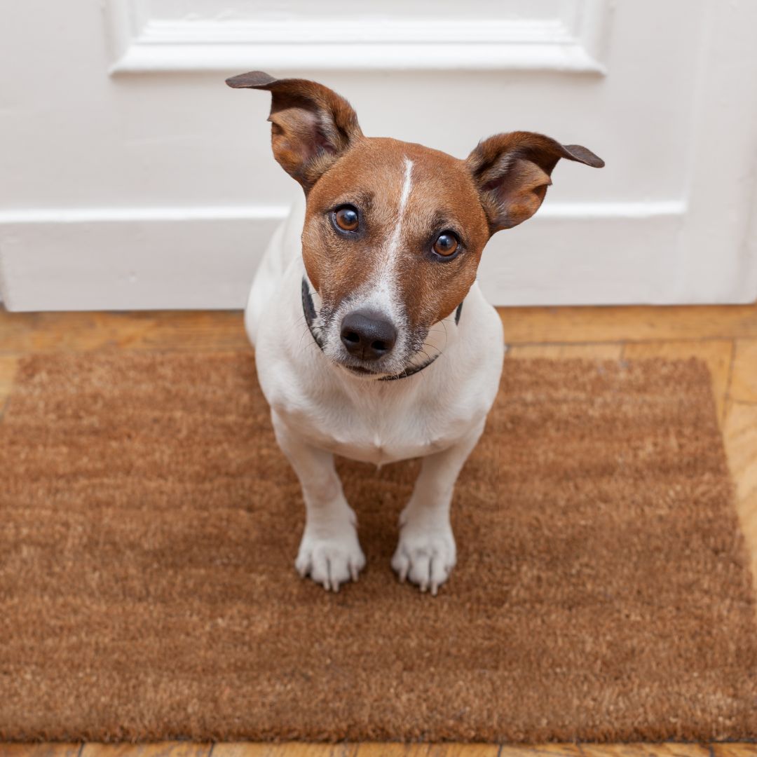A brown and white dog standing on a mat