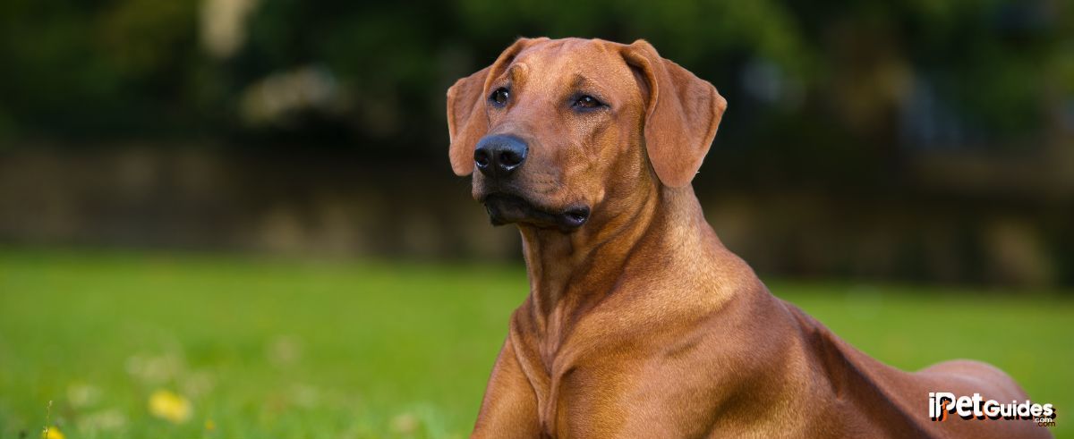 a brown rhodesian ridgeback dog breed seated in a grass field