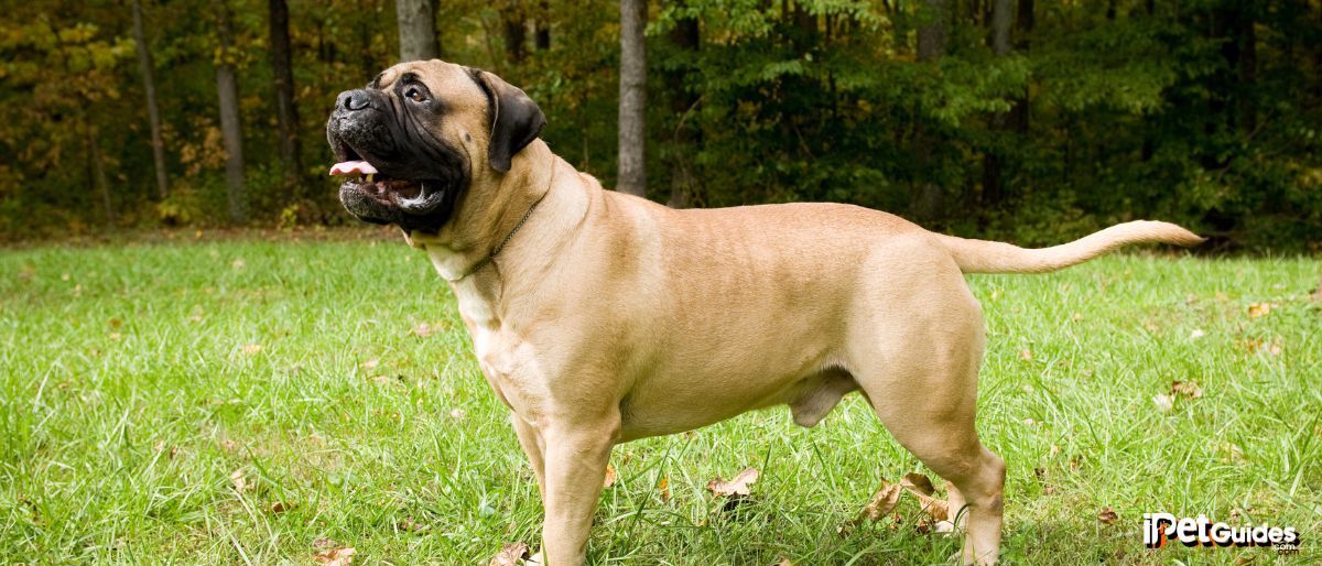 a bull mastiff standing on a grass ground