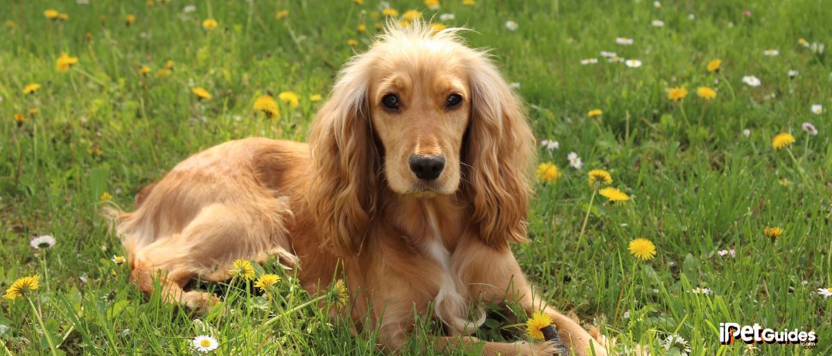 a cocker spaniel lying on a flower field