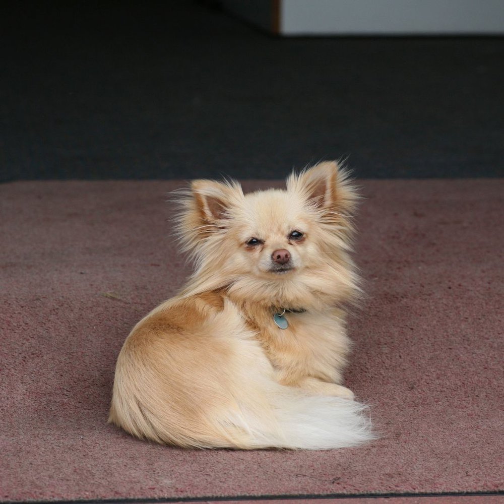 A small dog laying on a mat