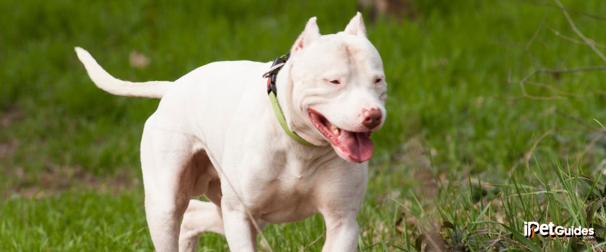 a dogo argentino dog breed roaming in a grass ground