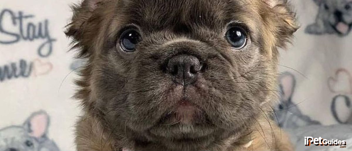 a fluffy frenchie looking at the camera