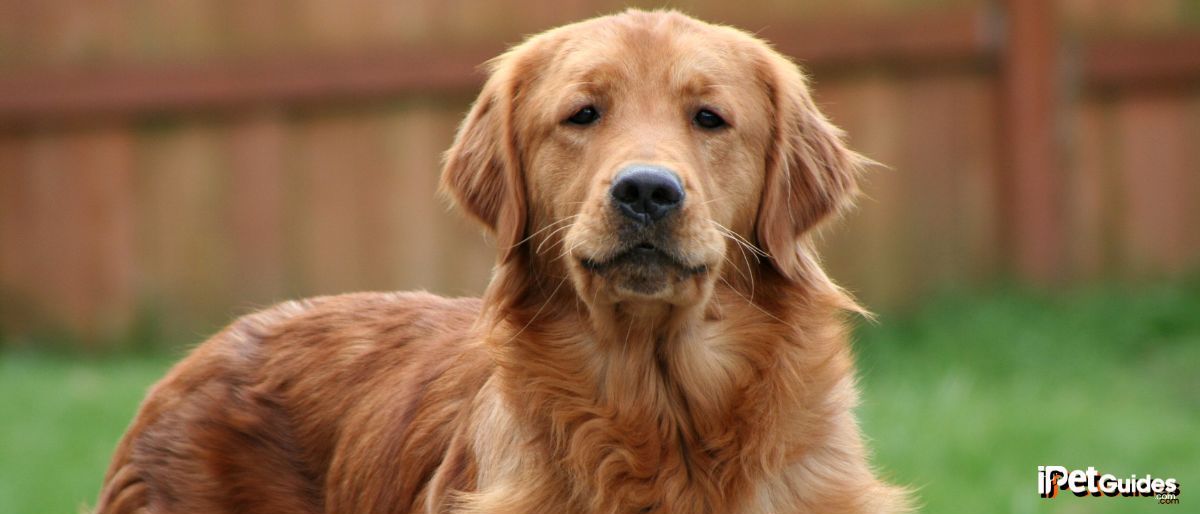 a golden retriever looking at the camera