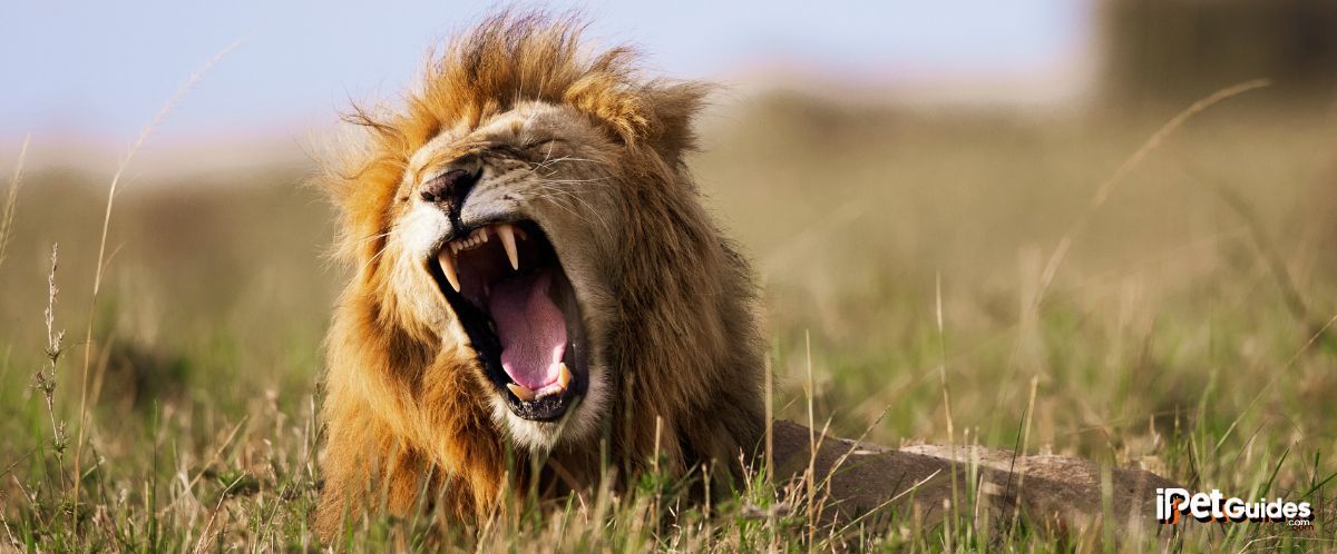 a lion roaring while laying in a grass land