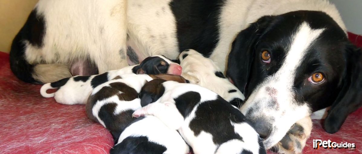 a mother dog relaxing with her puppies in a bed