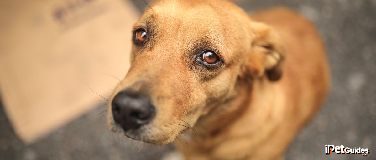 a sad and stressed dog looking at the camera