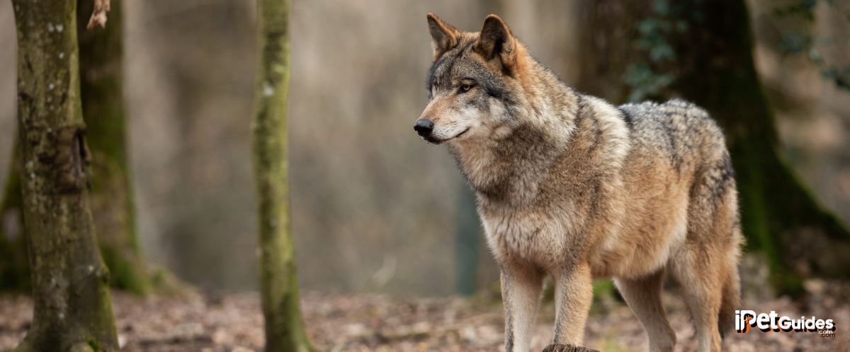 a wolf dog standing inside woods