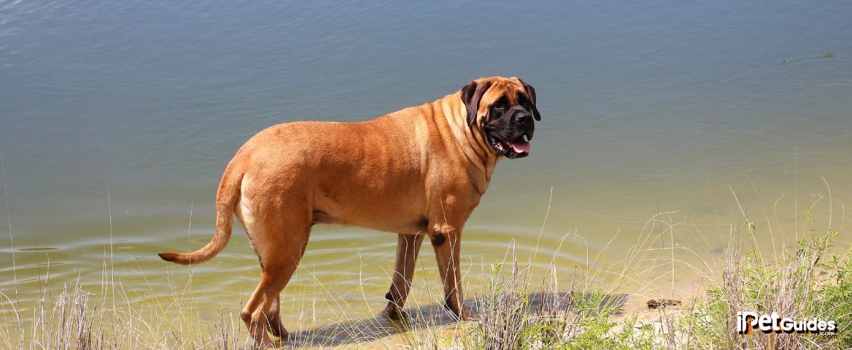 an english mastiff dog breed standing near to a river