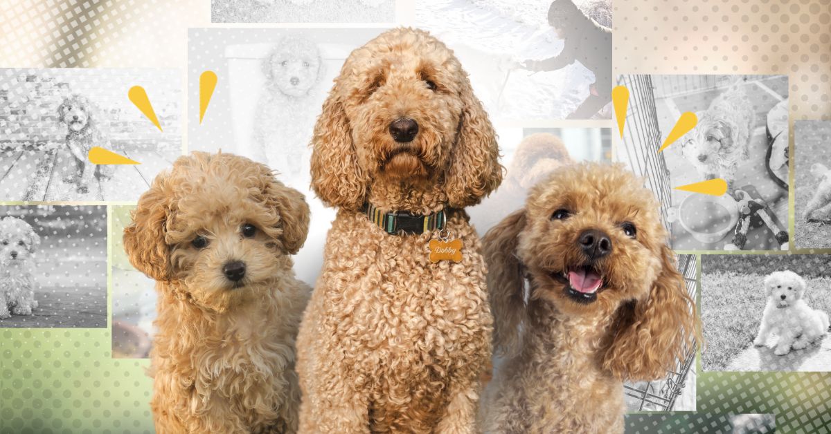 potty training a Goldendoodle featured image