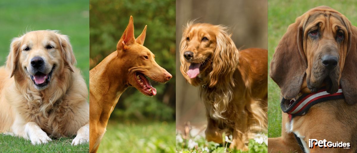 several types of blonde dog breeds