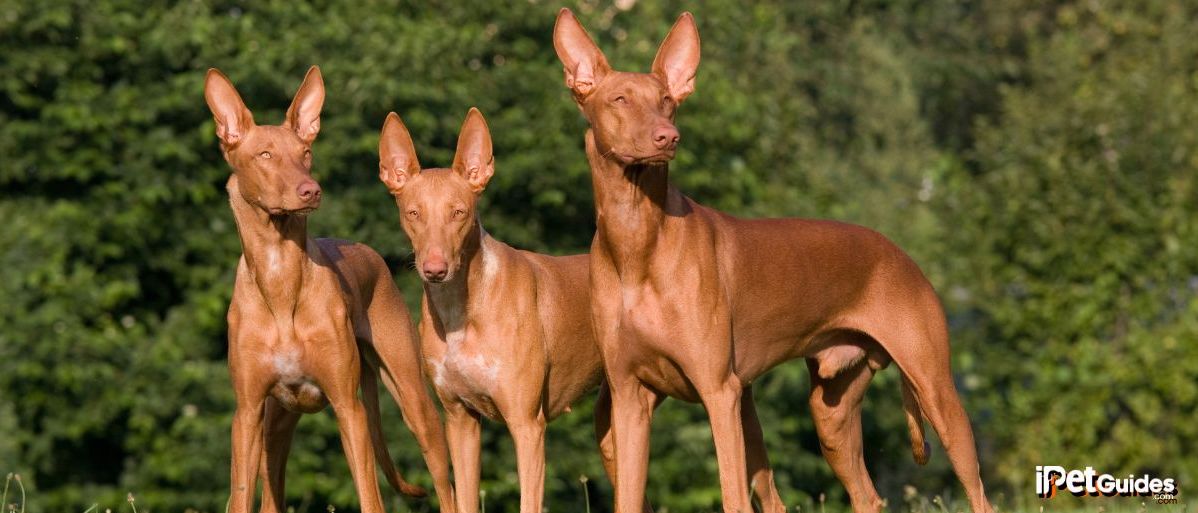 three Pharaoh Hounds standing on a grass ground outside