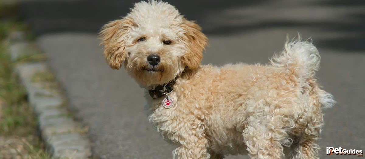 A tan cavapoo standing on a street
