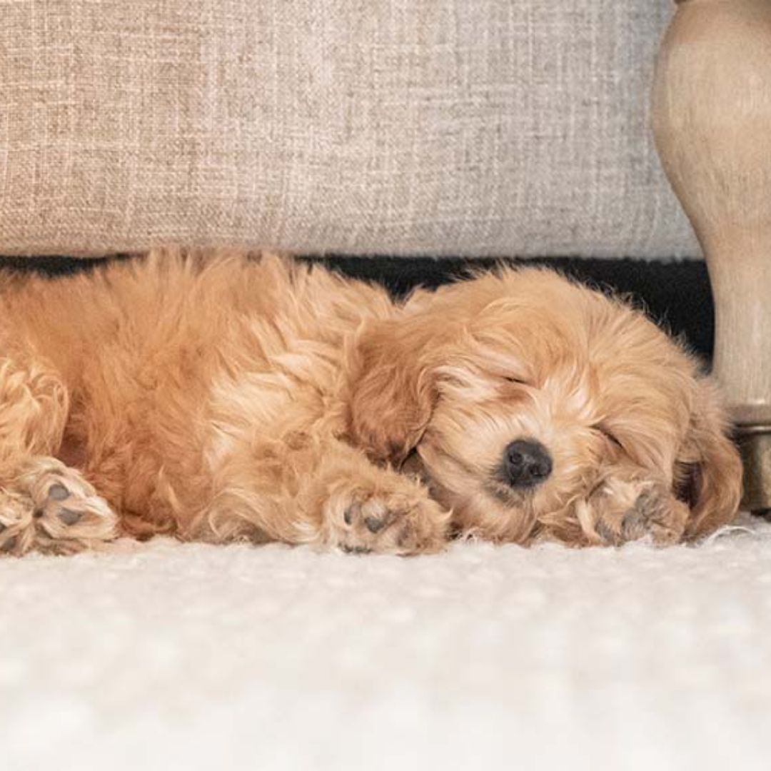 A Brown mini goldendoodle Sleeping under a couch