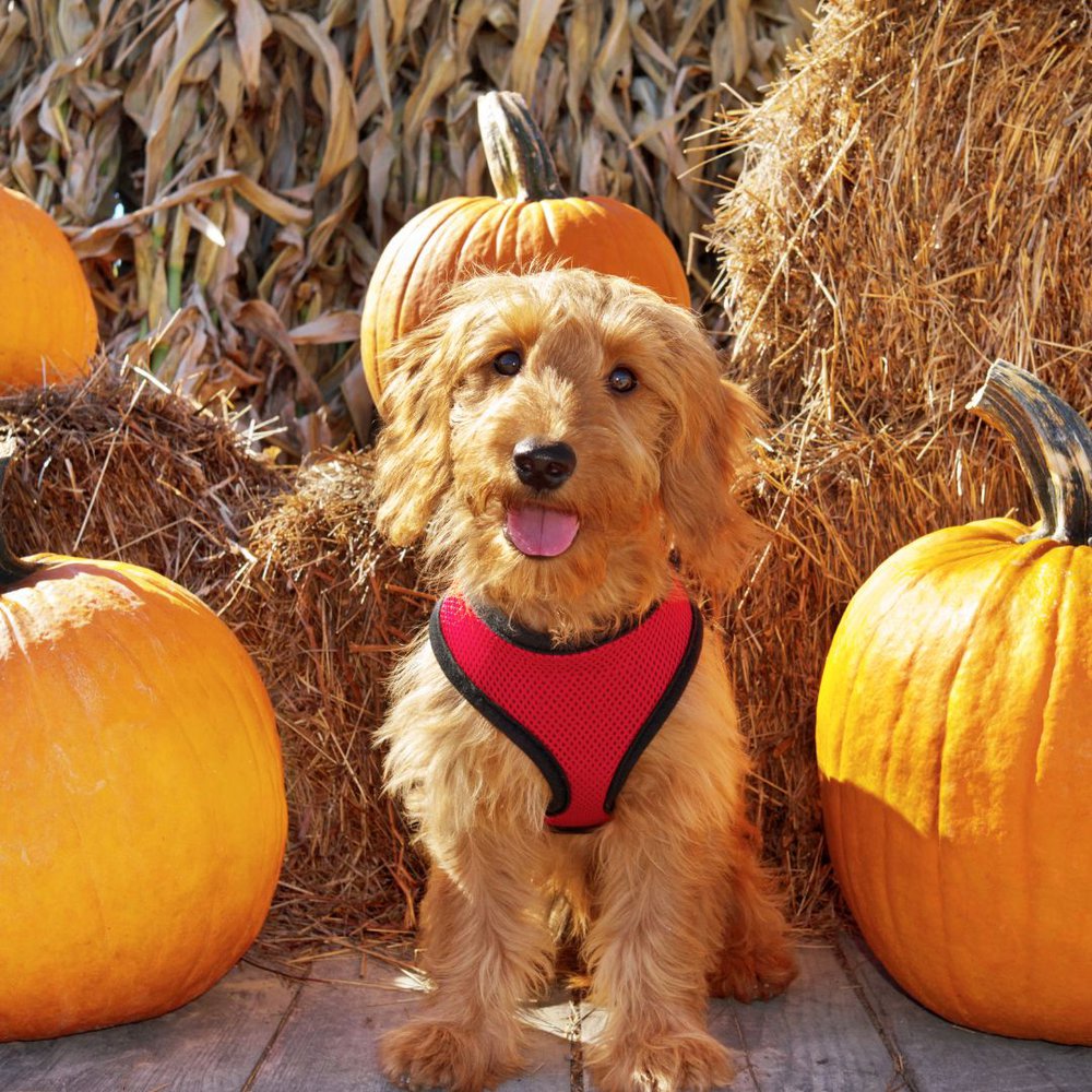 A Brown mini goldendoodle sitting between two pumpkins