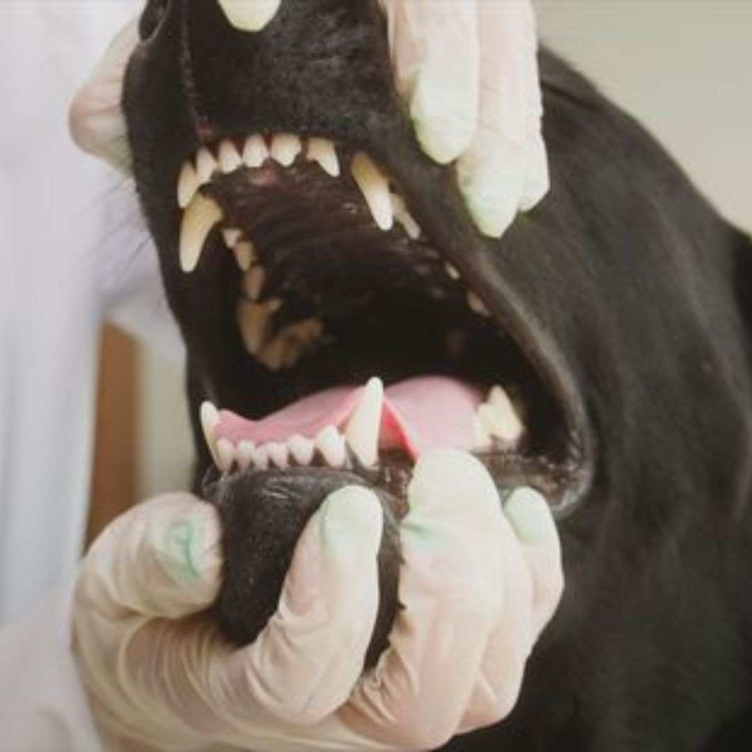 A black dog is being examined by a veterinarian