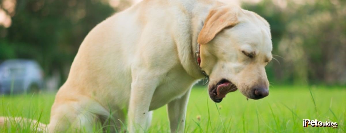 A Dog opened his mouth and sitting in the grass