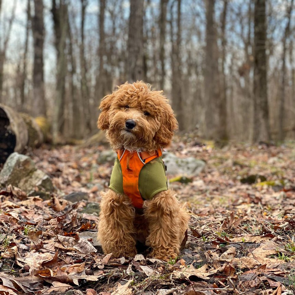 A Fluffy mini goldendoodle Sitting in the forest