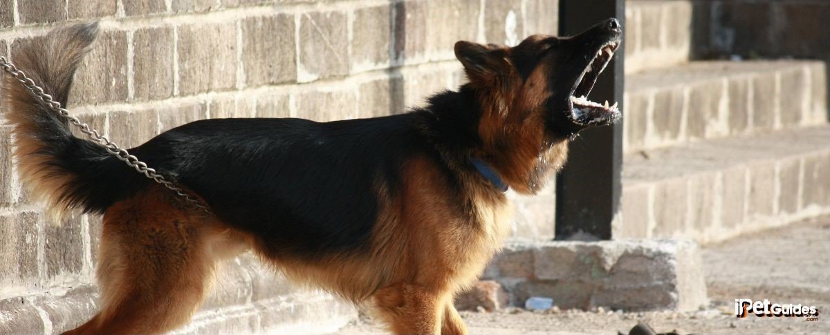 A German Shepherd looking up and barking 