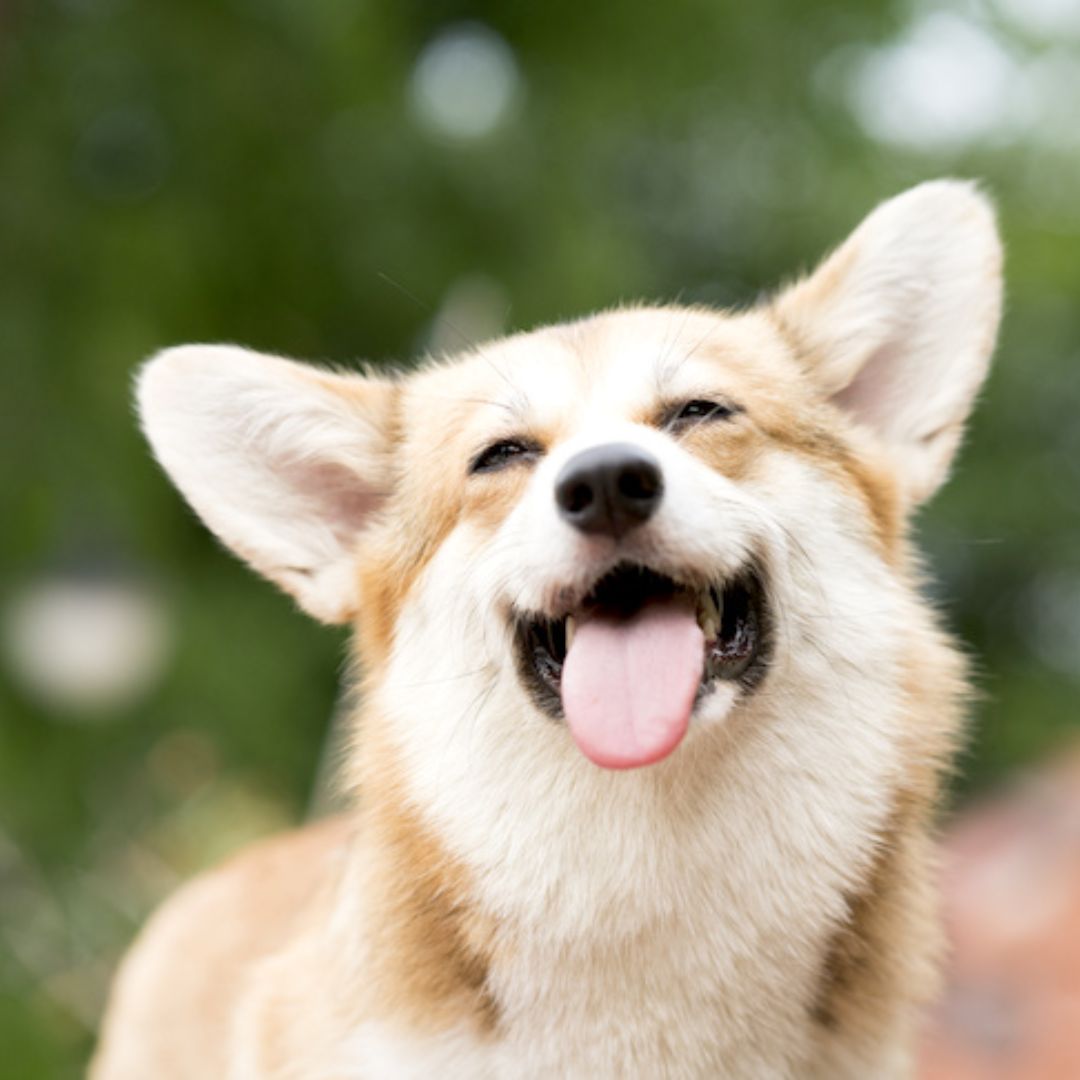 A brown dog excited and its tongue out 