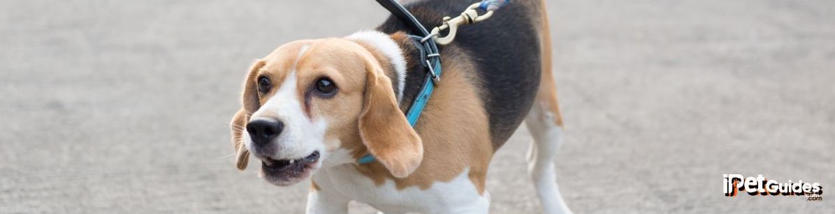 A dog with a leash on barking on a road