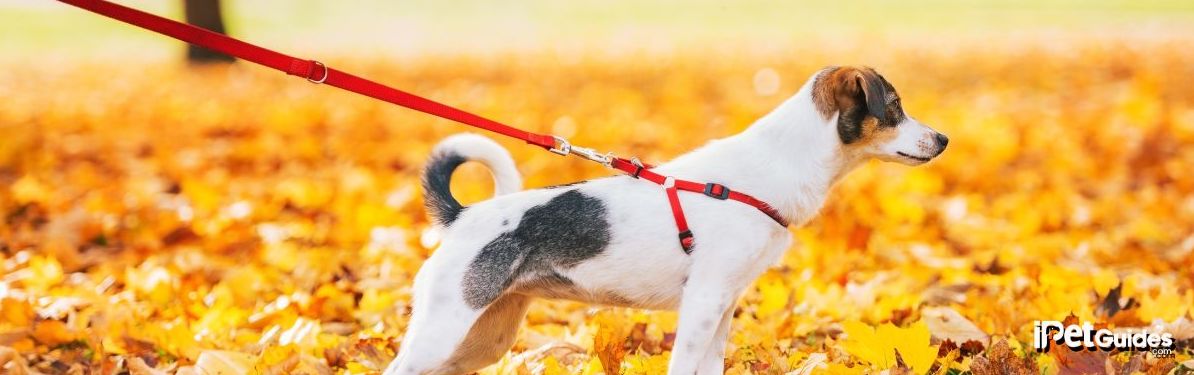 A dog with a leash on standing on a ground