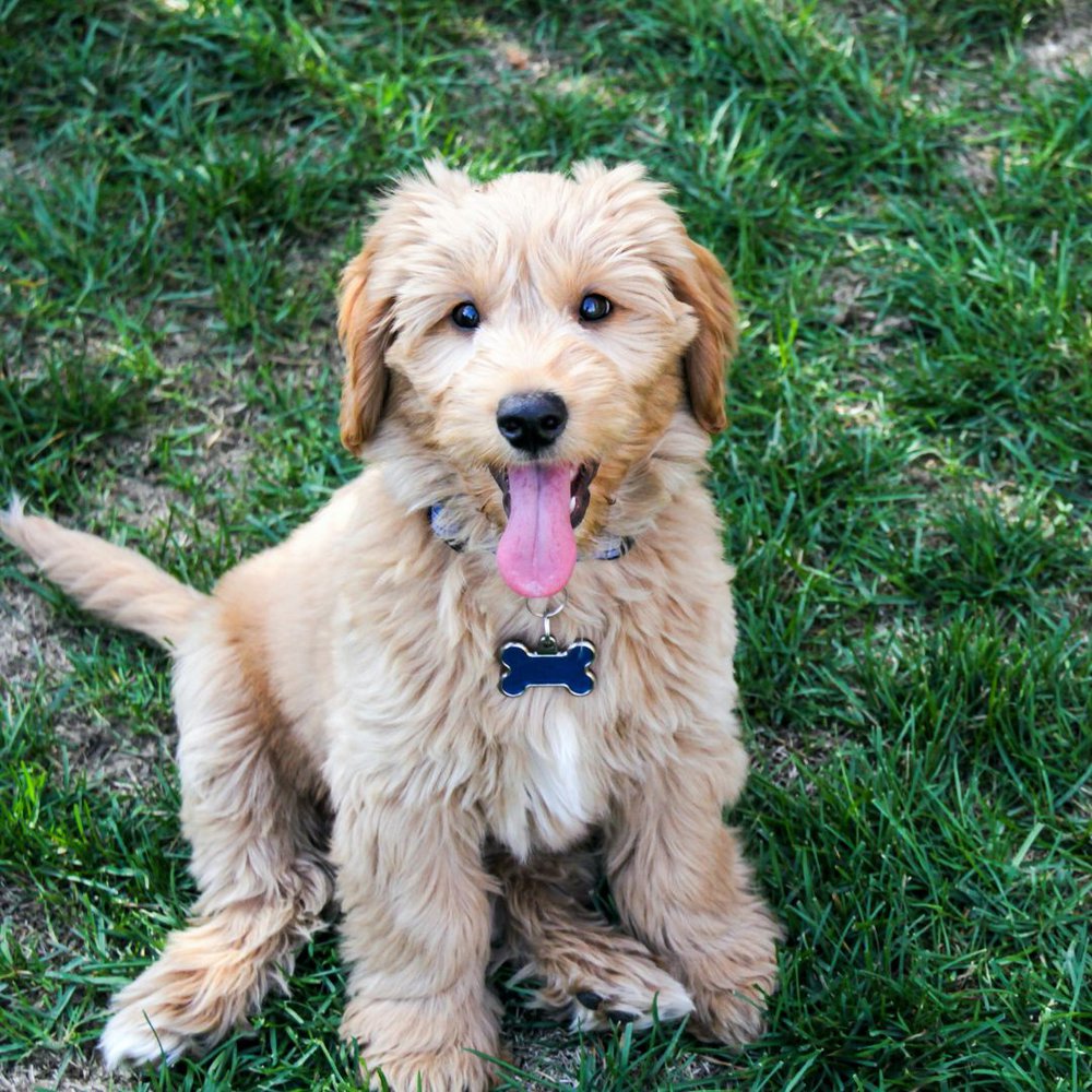 A mini goldendoodle Sitting in the grass