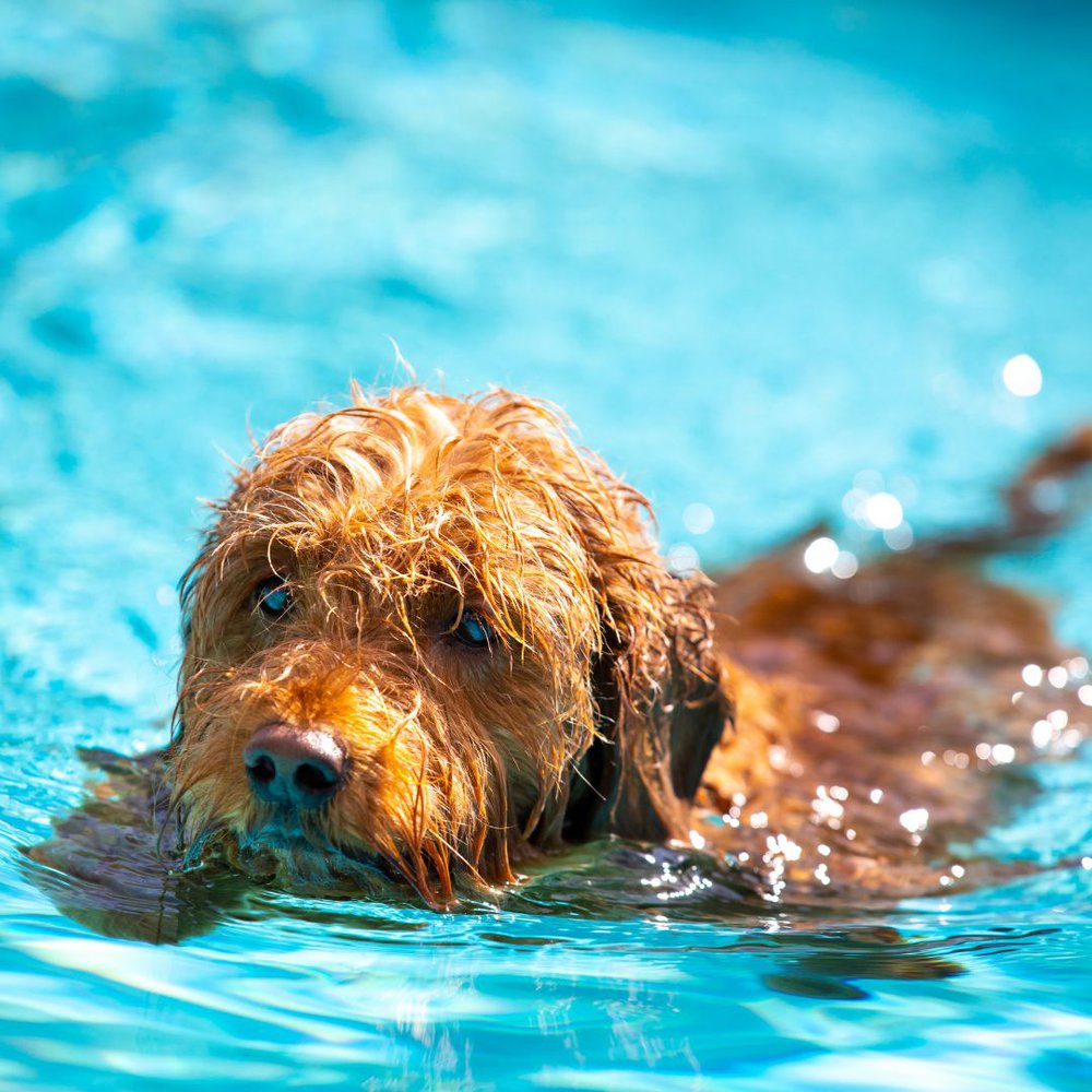 A mini goldendoodle Swimming in a pool