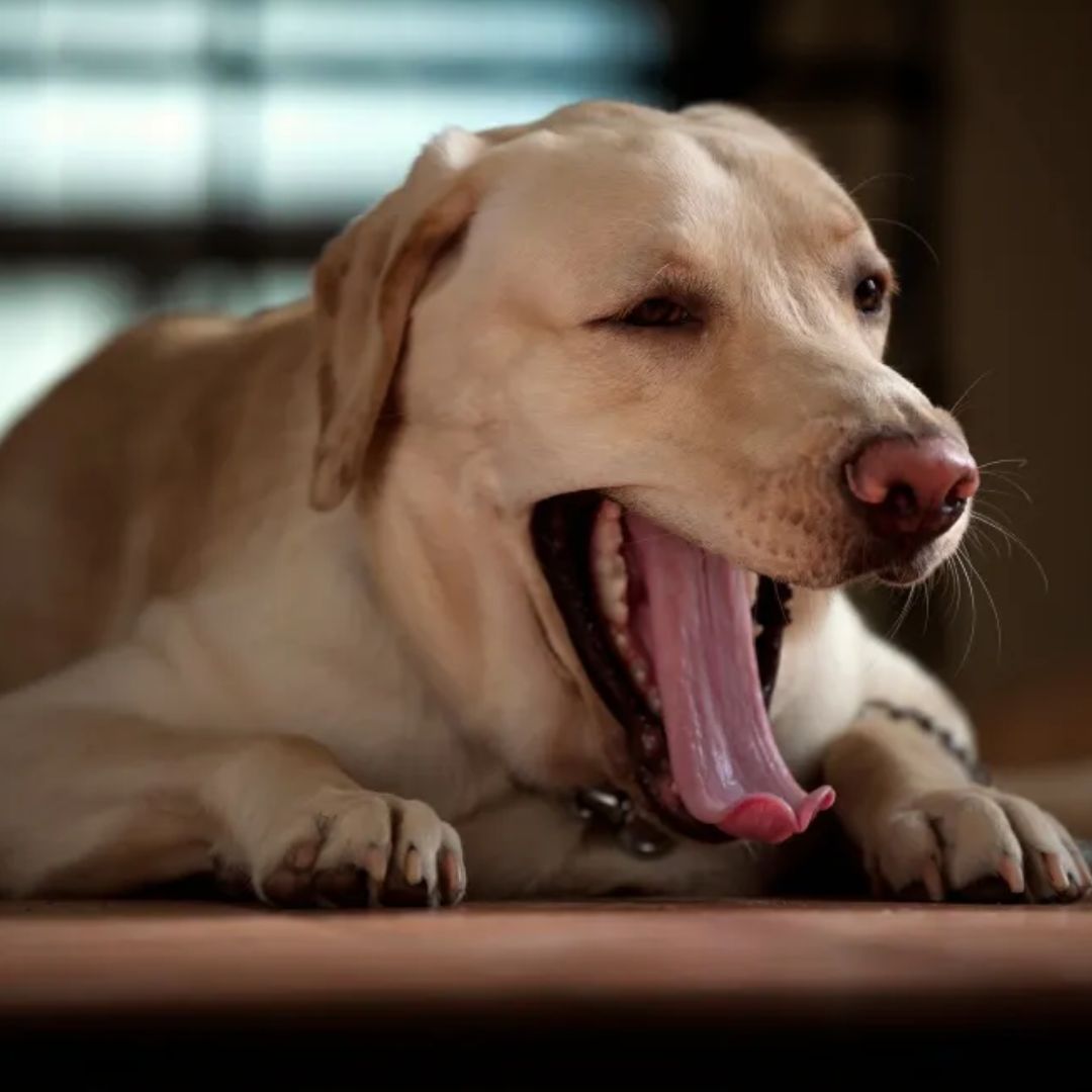 A white dog opened his mouth and lying in the floor