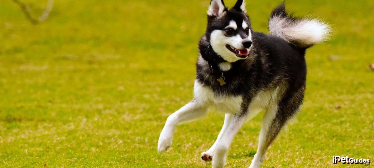 an american Klee Kai dog running in the grass