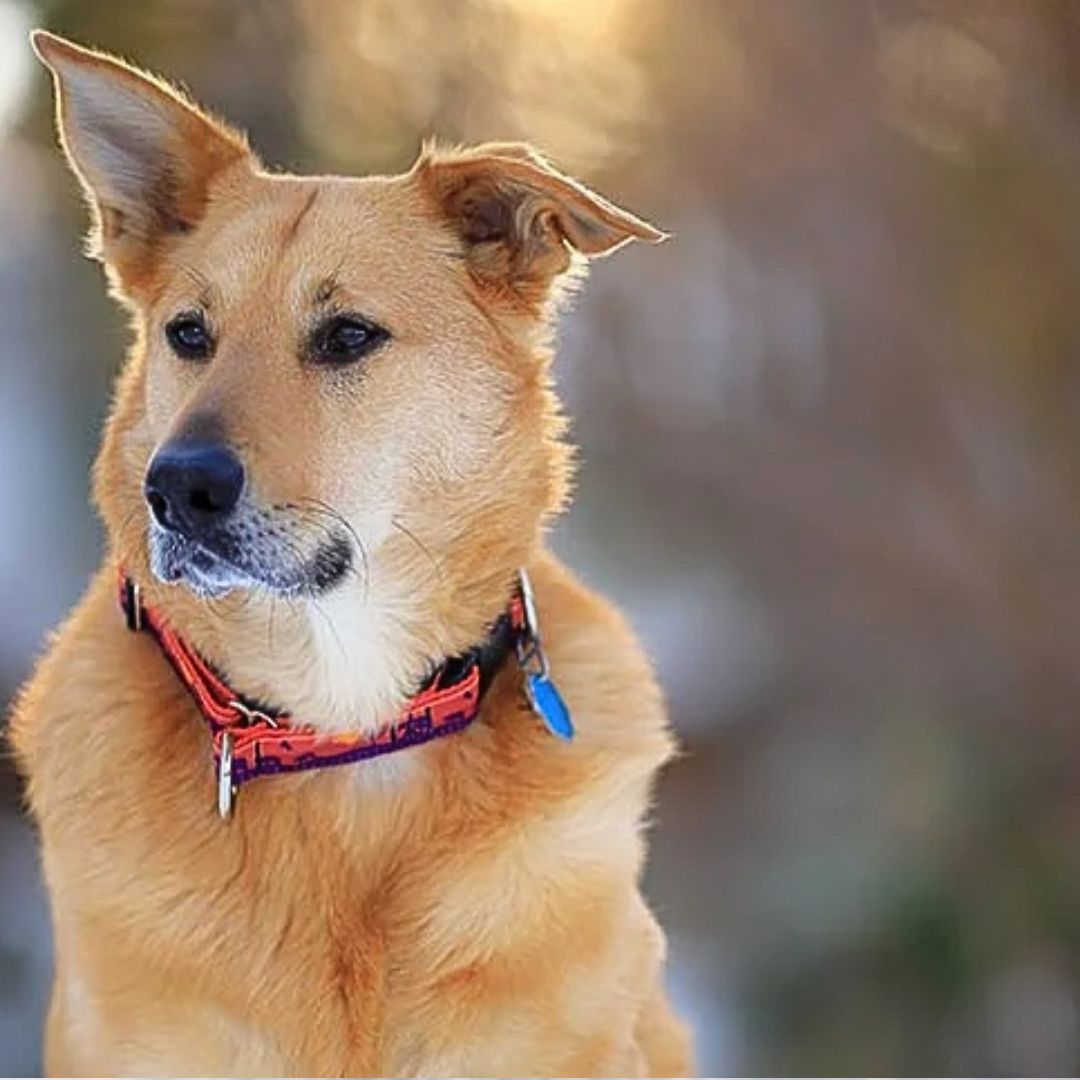 A Chinook dog breed is sitting in the snow
