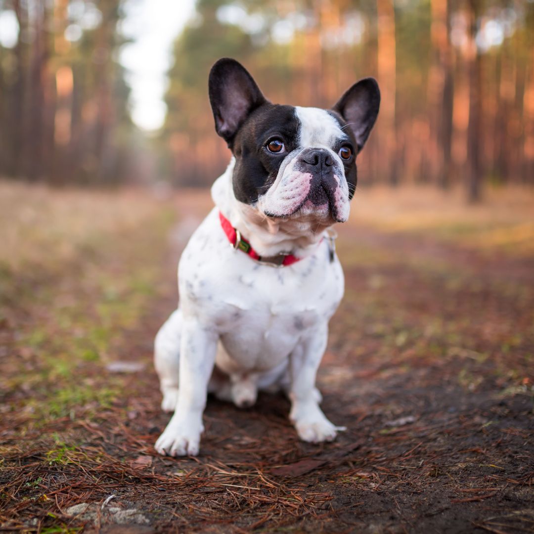 French Bulldog dog breed