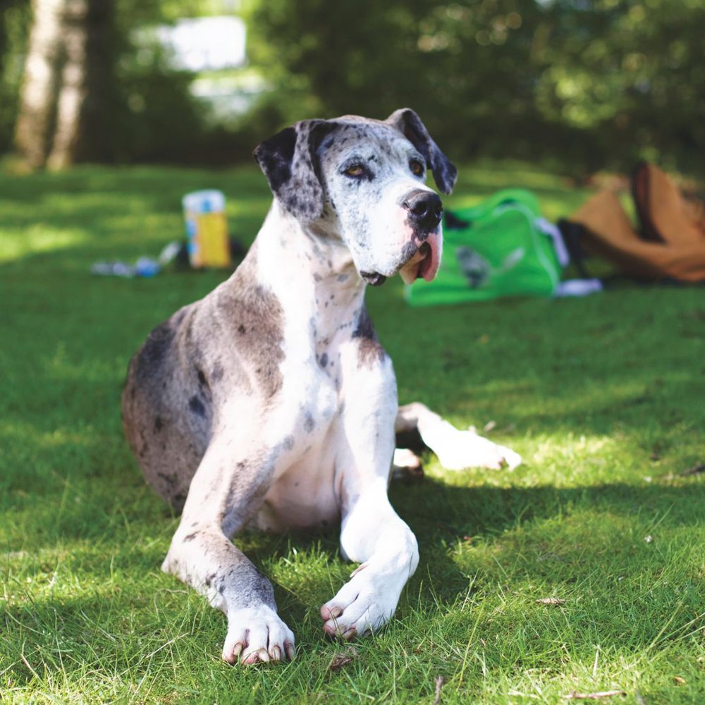Great Dane sitting on a grass ground