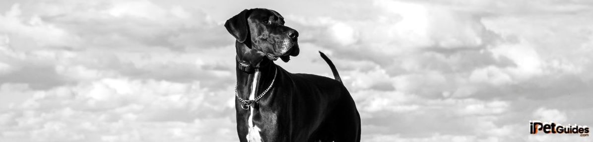 Great dane dog breed standing and looking his left side