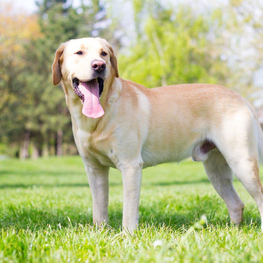 Labrador dog breed