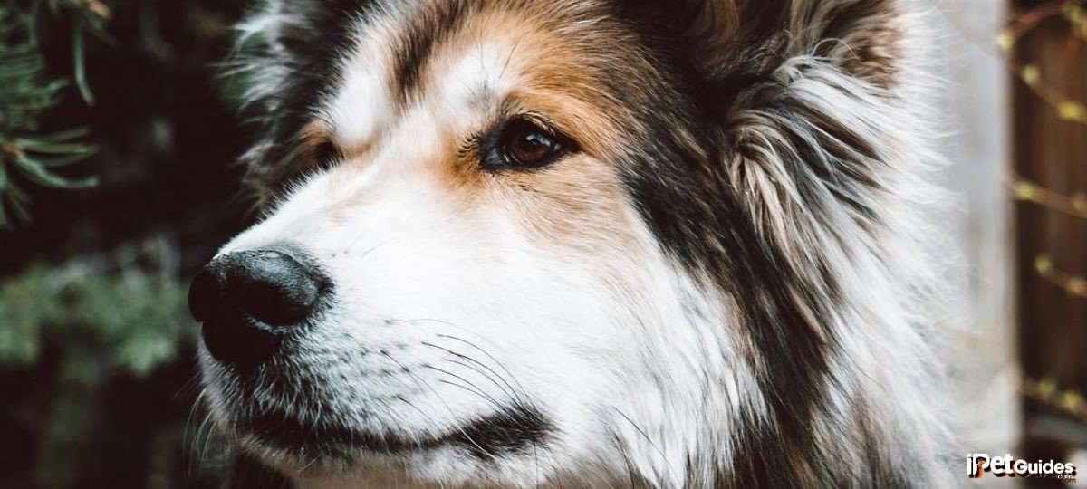 A close up of a mackenzie river husky dog breed