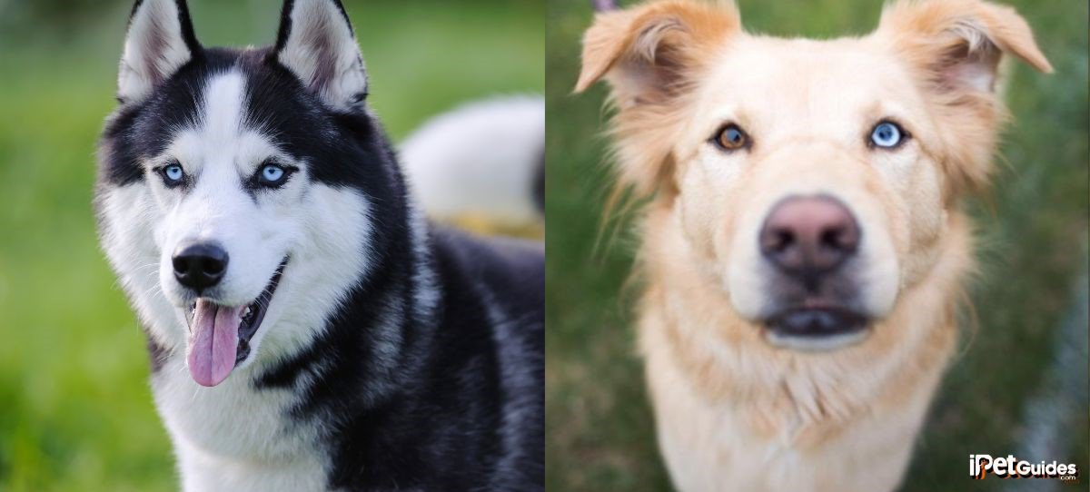 Purebred and Mixed Husky Breeds