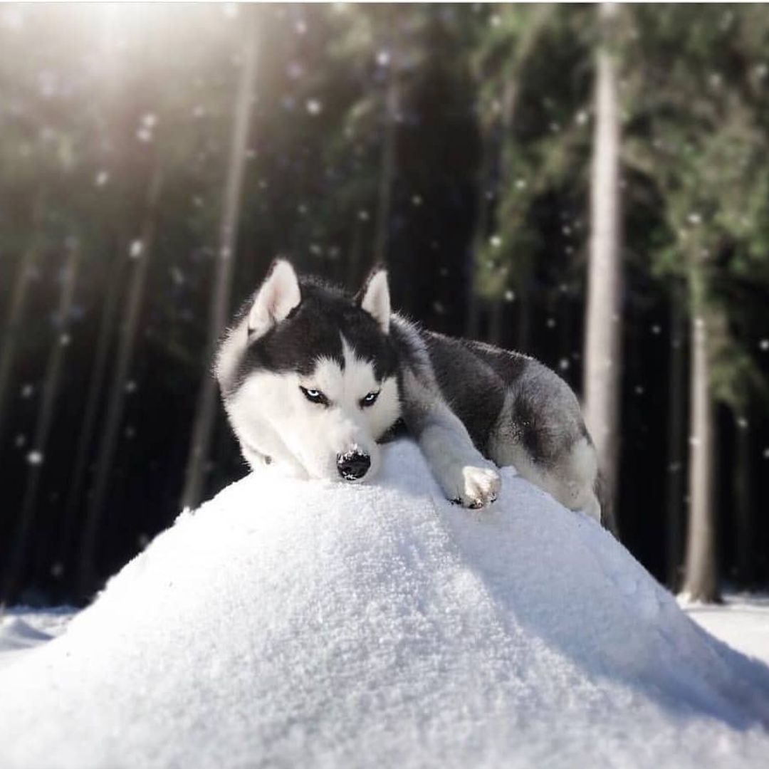 A Sakhalin Husky dog laying on top of a pile of snow