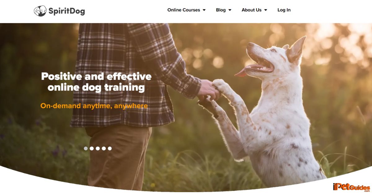 Spiritdog training website homepage after logged in
