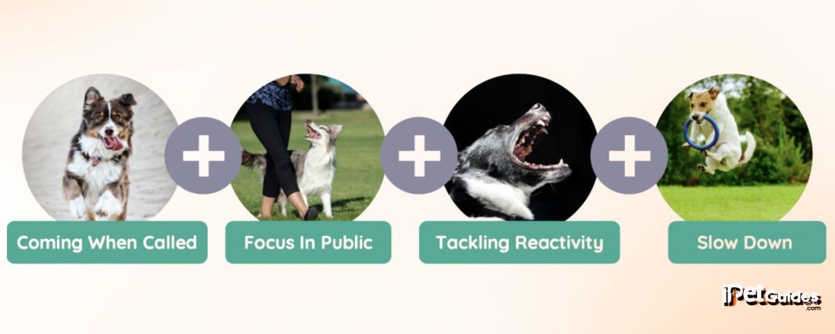 The Perfect Focus Bundle 