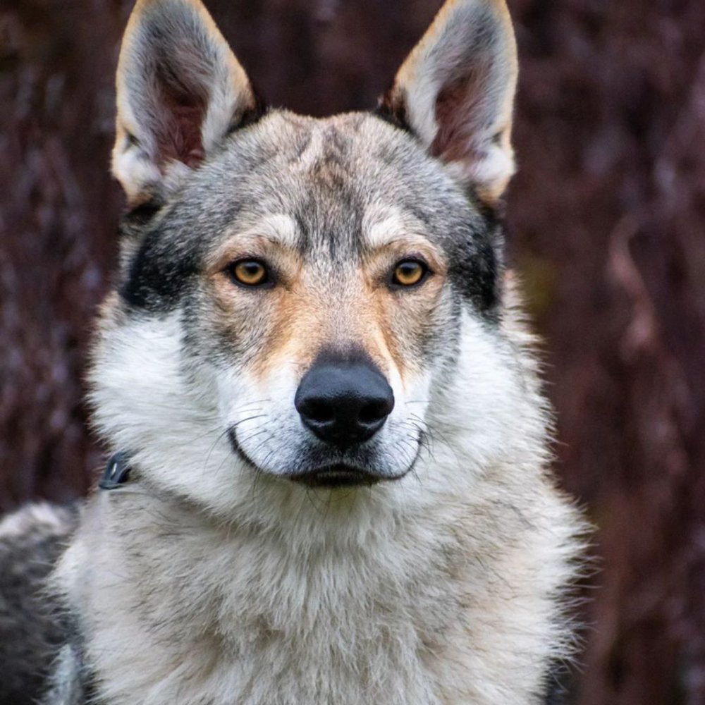 A close up of a utonagan dog