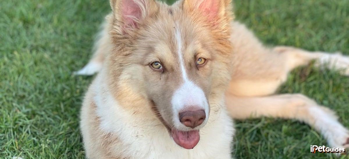 A Yakutian Laikas dog laying on the grass